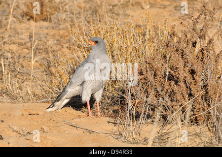 Le Chant des palombes Melierax canorus Pale photographié dans le parc transfrontalier Kgalagadi National Park, Afrique du Sud Banque D'Images