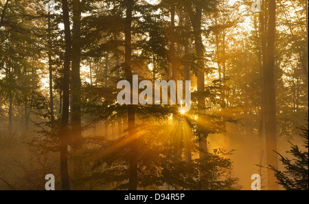 Misty le lever du soleil dans la hêtraie, Spessart, Bavaria, Germany Banque D'Images