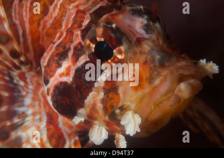 Visage d'un poisson-papillon (Dendrochirus Zebra zebra) sur l'Jahir 1 divesite, Détroit de Lembeh, au nord de Sulawesi, Indonésie Banque D'Images