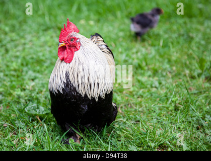 Un coquelet et oisillon sur l'herbe Banque D'Images