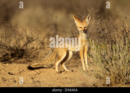 Cape Fox (Vulpes chama), désert du Kalahari, Afrique du Sud Banque D'Images