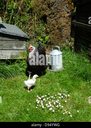 Poulet de mère noire et bébé blanc poussin à l'extérieur une cour de jardin rurale sur herbe verte avec des pâquerettes dedans Spring Carmarthenshire pays de Galles Royaume-Uni KATHY DEWITT Banque D'Images