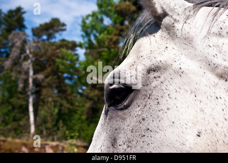 Close-up de tête de cheval de KIMO Banque D'Images