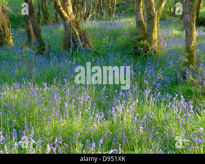 Jacinthes des bois dans la région de Morven dans les Highlands écossais, avec la lumière du soleil pommelé Banque D'Images