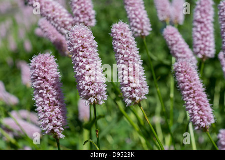 Persicaria bistorta Renouée bistorte (commune), la bistorte, 'Superba' Banque D'Images