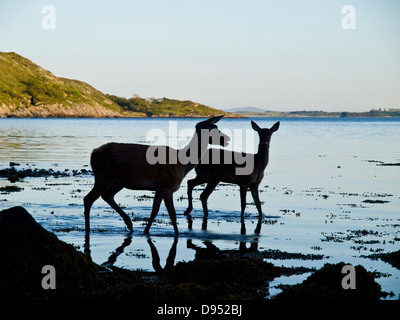 Deux cerfs rouges au bord de l'eau sur le Sound of Mull Banque D'Images