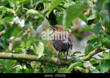 Jeune Merle noir assis dans un pommier. Banque D'Images