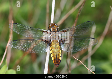 Macro shot détaillées de femmes à corps large Chaser (Libellula depressa) Banque D'Images