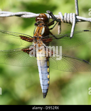 Macro shot of male détaillées à corps large Chaser (Libellula depressa) posant sur une branche Banque D'Images