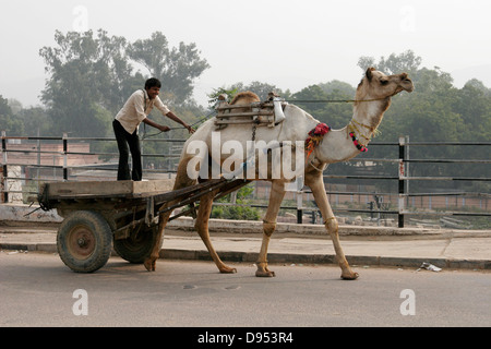 Panier de chameau, Sawai Madhopur, Rajasthan, Inde Banque D'Images