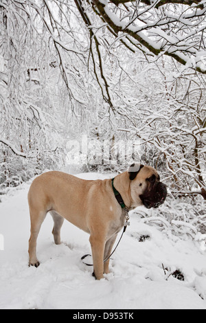 Chien de Mastiff Bull dans la neige Banque D'Images