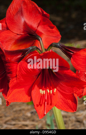 Close-up de Amaryllis Fleurs Banque D'Images