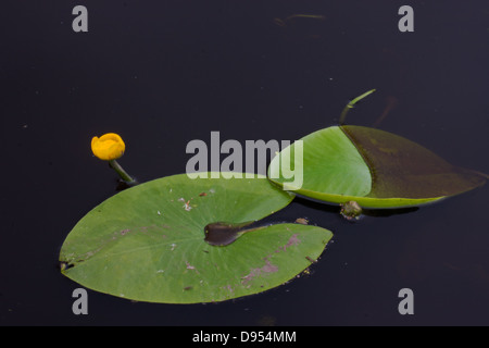 Fleur et feuilles de nénuphar jaune sur l'eau sombre Banque D'Images