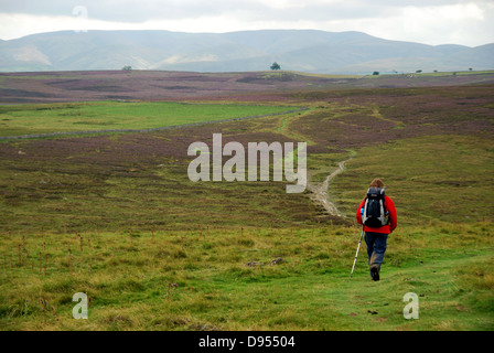 Une seule femme walker sur Alfred Wainwright côte à côte à pied. La région de Cumbria. UK Banque D'Images