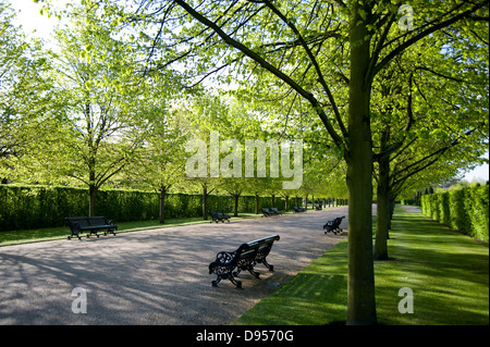 Un chemin bordé par une allée d'arbres au début de l'srpring à Regent's Park, London, UK Banque D'Images