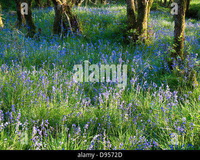 Jacinthes des bois dans la région de Morven dans les Highlands écossais, avec la lumière du soleil pommelé Banque D'Images