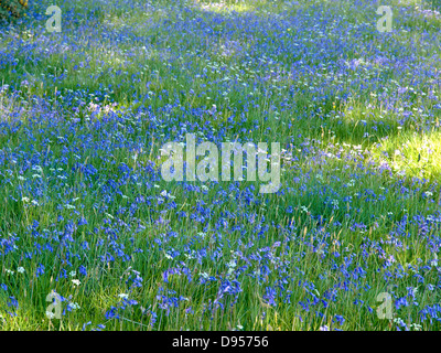 Bluebells dans Scottish pré avec soleil pommelé Banque D'Images