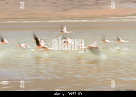 Les flamants, Laguna Hedionda, sel, Tours, au sud-ouest de l'Altiplano Bolivie Banque D'Images