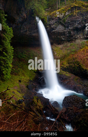 Ou01072-00...OREGON - North Falls sur la piste de 10 tombe à travers les montagnes Cascades foothills à Silver Falls State Park. Banque D'Images