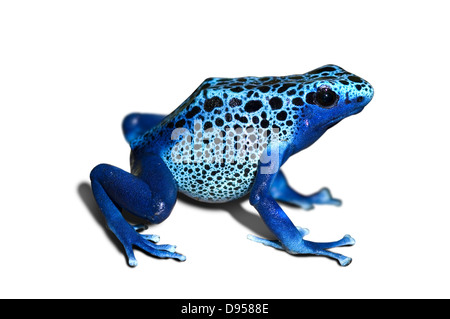 Dendrobates azureus,-poison dart frog-isolés dans White Banque D'Images