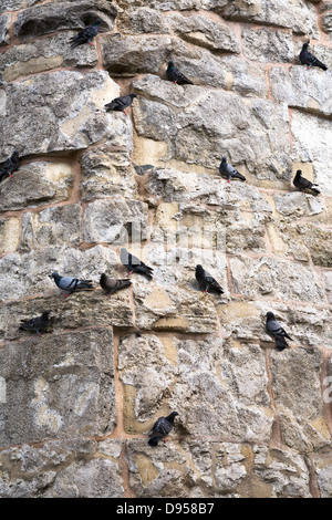 Pigeons sur vieux mur de pierre à Istanbul, Turquie Banque D'Images