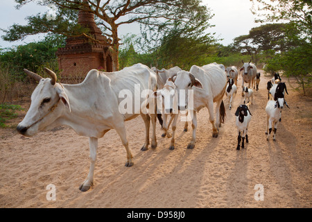 La plaine de Bagan sont encore utilisés pour l'agriculture et de l'élevage - Myanmar Banque D'Images