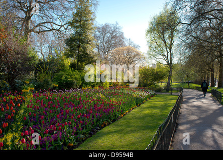 Tulipes multicolores poussant dans St James Park, Londres, Royaume-Uni Banque D'Images
