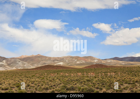 Les vigognes, sel, Tours, au sud-ouest de l'Altiplano Bolivie Banque D'Images