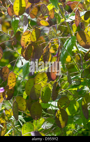 L'honnêteté Lunaria annua, les coupelles de semences , Norfolk, Angleterre, juin Banque D'Images