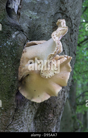 Vue du dessous de la selle de dryade des champignons pour l'accent sur la qualité du support qui est fixé à l'arbre-hôte Banque D'Images