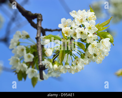 Close up of fleurs de cerisier (Prunus avium) au printemps. Branche avec des fleurs blanches et des jeunes feuilles. Banque D'Images