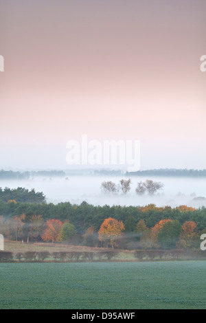 La Forêt de Thetford à l'aube d'un matin brumeux dans la campagne du Norfolk Banque D'Images