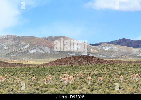 Les vigognes, sel, Tours, au sud-ouest de l'Altiplano Bolivie Banque D'Images