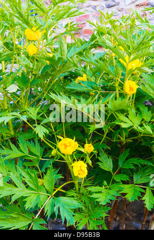 Pivoine arbustive Paeonia suffruticosa,, 'mlokosewitschii', seule fleur jaune, Norfolk, Angleterre, juin Banque D'Images