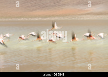 Les flamants roses, Laguna Hedionda, sel, Tours, au sud-ouest de l'Altiplano Bolivie Banque D'Images