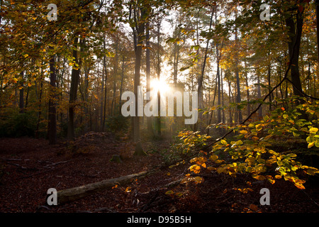 L'automne à Rishbeth Woods, la forêt de Thetford à Norfolk Banque D'Images