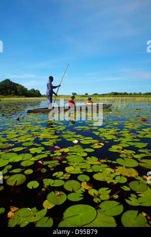 Les touristes étant pôles si lily pads en mokoro (pirogue), Okavango Delta, Botswana, Africa Banque D'Images