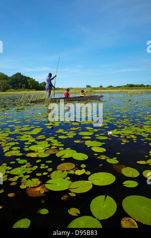 Les touristes étant pôles si lily pads en mokoro (pirogue), Okavango Delta, Botswana, Africa Banque D'Images