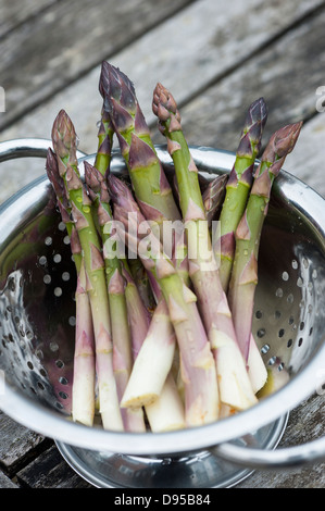 Accueil fraîchement coupées cultivées asperges, lavés et prêts à cuire, Norfolk, Angleterre, juin, Banque D'Images