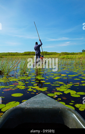 Les touristes étant pôles si lily pads en mokoro (pirogue), Okavango Delta, Botswana, Africa Banque D'Images