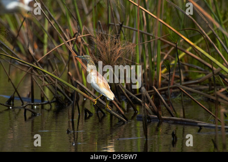 Crabier chevelu (Ardeola ralloides), Okavango Delta, Botswana, Africa Banque D'Images