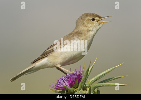 Olivaceous Warbler Acrocephalus Hippolais pallida,,, Blassspötter Blassspoetter pallidus, Banque D'Images