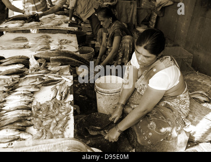 Femme indienne couper du poisson dans la rue market / marché aux poissons de la route Banque D'Images