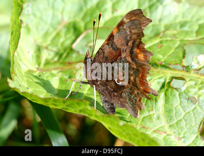 Comma Butterfly (Polygonia c-album) posant sur une feuille avec les ailes fermées Banque D'Images