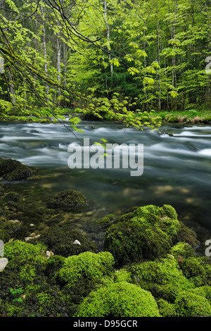 Feuillage de printemps le long de la rivière de l'Orbe, Vallorbe, Jura, Canton de Vaud, Suisse Banque D'Images