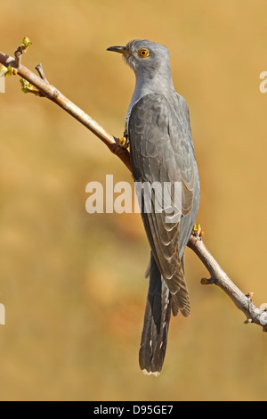Kuckuck, Eurasien Cuckoo Cuckoo Cuckoo commun,,, Cuculus canorus Banque D'Images