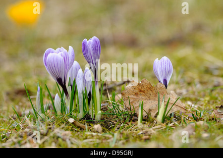 Fleurs de crocus (Crocus vernus) dans les Prairies au début du printemps, Bavière, Allemagne Banque D'Images