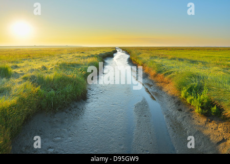 Marée basse, façon Westerheversand au lever du soleil en été, Büsum, Tating, Schleswig-Holstein, Allemagne Banque D'Images