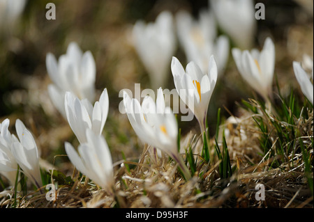 Crocus Crocus géant ou de printemps (Crocus vernus) dans les Prairies au début du printemps, Steiermark, Autriche. Banque D'Images