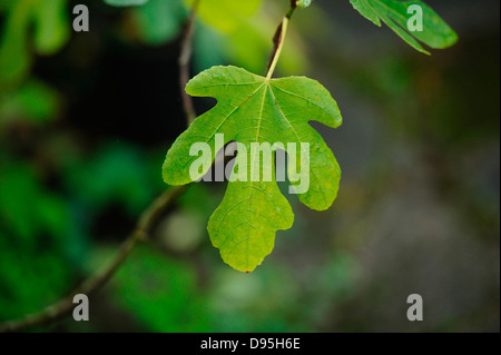 Feuilles d'un figuier commun (Ficus carica) en été, Bavière, Allemagne. Banque D'Images